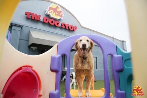 Photo or depiction of a pet business