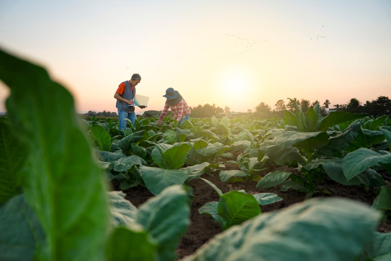 Photo or depiction of a agricultural business