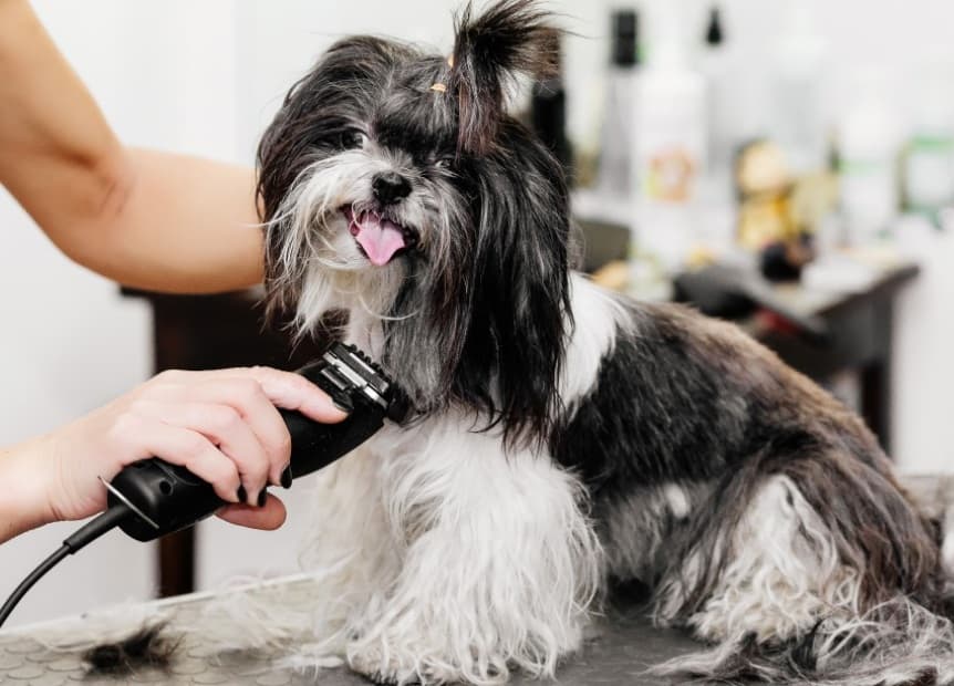 Photo or depiction of a pet business