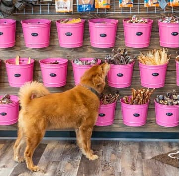 Photo or depiction of a pet business