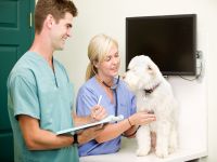 Veterinary Hospital and Clinic