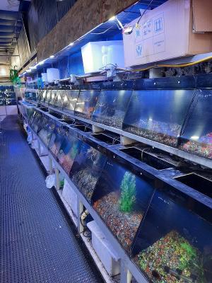 Pet Shop: Tropical Fish And Supplies - Established Company For Sale