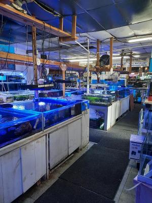 Pet Shop: Tropical Fish And Supplies - Established Business Opportunity
