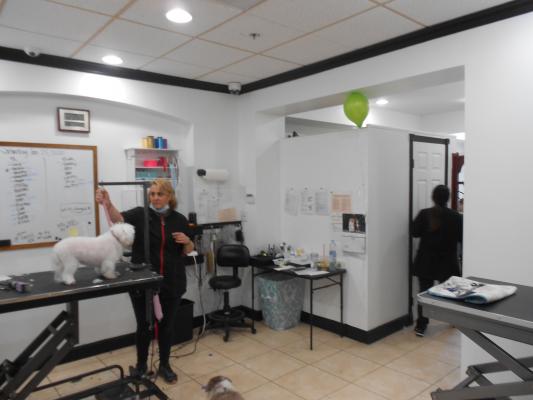 South Orange County Pet Grooming And Spa - Website Included Business For Sale
