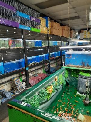 Selling A Los Angeles County Area Pet Store With Groomers - Aquariums, Supplies