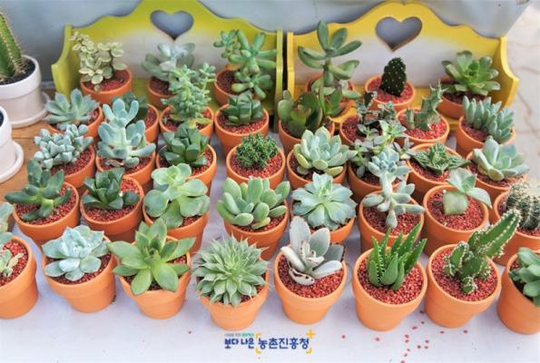 Los Angeles Flower Shop, Potted Plants, Cactus Business For Sale