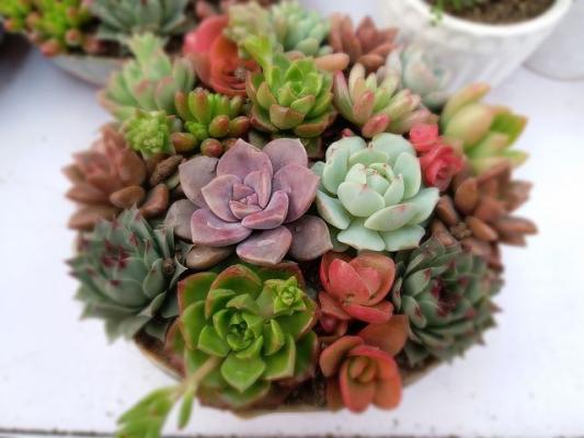 Flower Shop, Potted Plants, Cactus Company For Sale