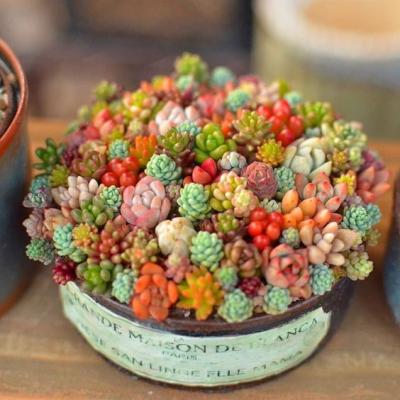 Los Angeles Flower Shop, Potted Plants, Cactus Companies For Sale