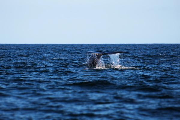 Santa Cruz County Whale Watching And Fishing Charter - Since 1993 Business For Sale