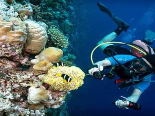 Buy, Sell A Scuba Diving Company - Well Established Business