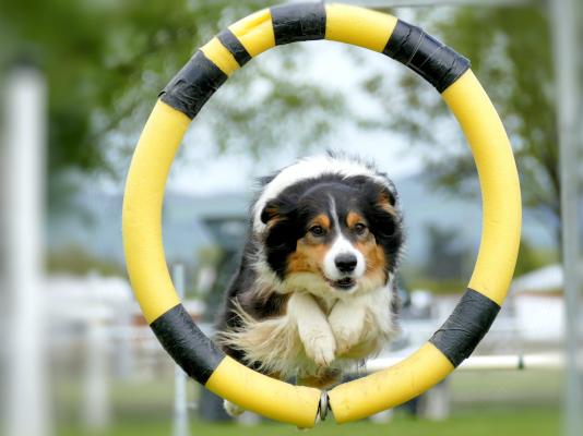 Bonita Springs Dog Training Franchise - Recession Resistant Business For Sale