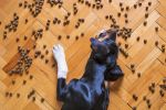 Pet Food Store And Groomer - Good Reputation