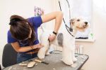 Dog Grooming Service - Well Established, Busy Area