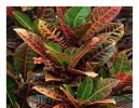 Interior Plant Service - Reliable, Profitable