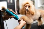 Pet Salon - In Highly Affluent Community