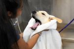 Pet Grooming Business