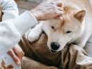 Dog Day Care Services