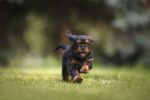 Established Pet Containment Franchise for Sale