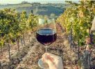 Winery Vineyard and Tasting Room Real Estate