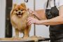 Pet Grooming Salon - Established And Profitable