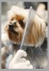 Pet Grooming Shop - Well Established