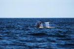 Whale Watching And Fishing Charter - Since 1993