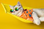 Pet Grooming And Retail - Full Service