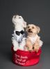 Luxury Dog Boutique - Established Turnkey