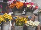 Flower Wholesaler And Distributor - No Competition
