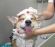 Pet Grooming Service