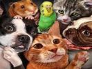 Purrfurred Pet Sitter - Established Client Base