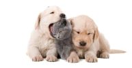 Pet Supply And Feed Store - $800K+ In SDE
