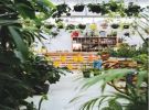 Turnkey Profitable Fresh Indoor Plant Business