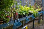 Plant Nursery - Landmark, Operating For 100+ Years