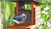 Wild Bird Feeding Supply - Franchise, Established