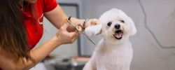 Pet Grooming Shop - Excellent Reputation