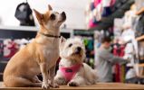 Pet Store - Thriving Since 1998, Beloved Staple