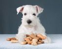 Dog Treat Online Store - Small Batch, Reputable