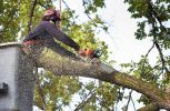 Tree Service - Profitable, No Experience Needed