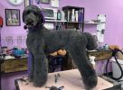 Canine Grooming Company - High End, Ready For You
