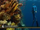 Dive Shop - Large Provider, High Quality